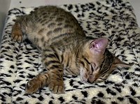 SierraGold Bengals: Lancelot has to nap after playing so hard.  <br>